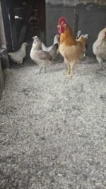 Hemp Hurd Compressed Bale | Animal Bedding or HempCrete 2.5 Cubic Feet - Image 2