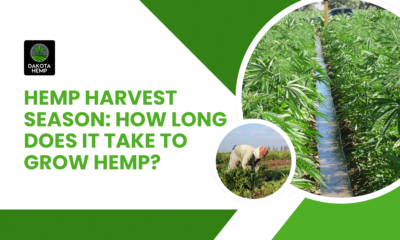 Hemp Harvest Season