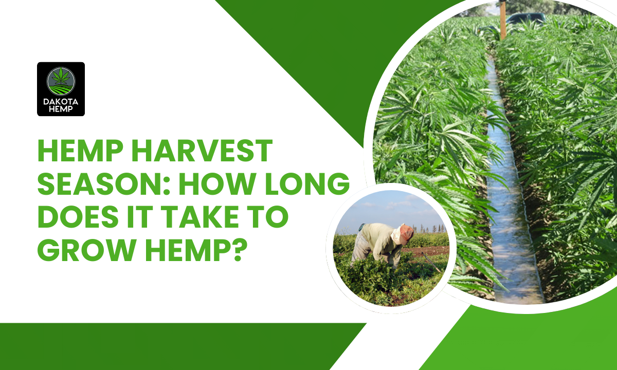 Hemp Harvest Season