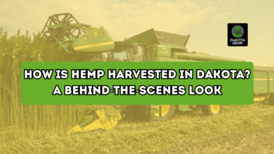 How Is Hemp Harvested in Dakota