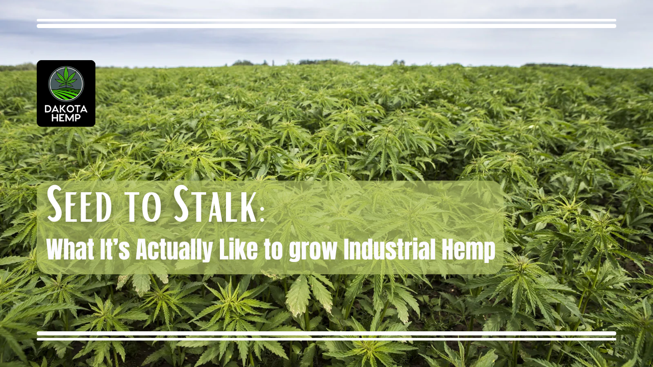 What It’s Actually Like to grow Industrial Hemp