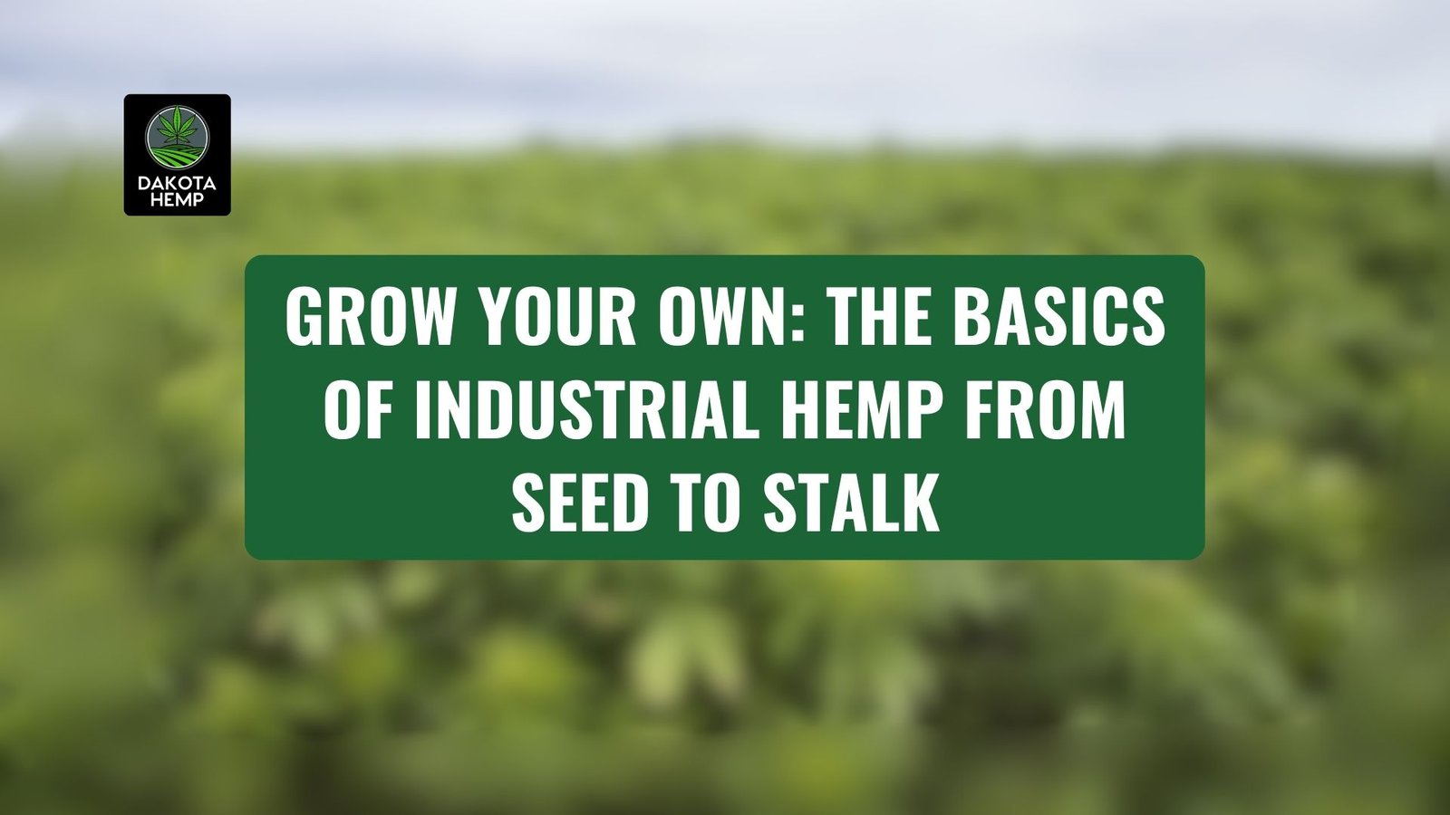 Grow Your Own The Basics of Industrial Hemp from Seed to Stalk